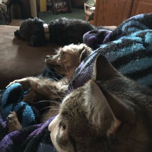 Meet your Posher, Rachel